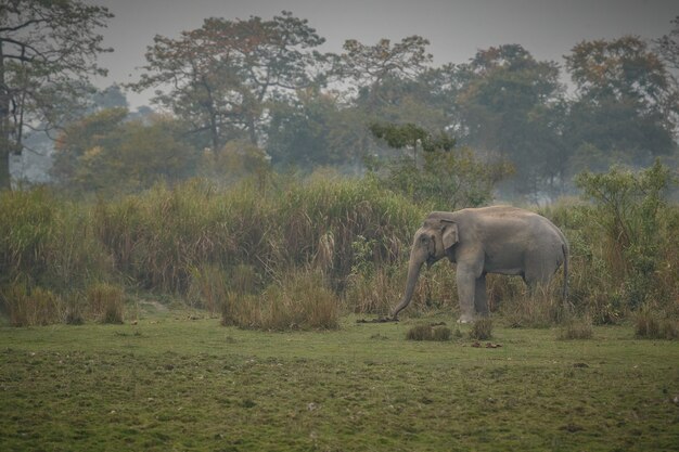 Wild indian elephant male with in nature habitat in northern india