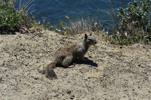 Wild look at a ground squirrel hanging at the beach.