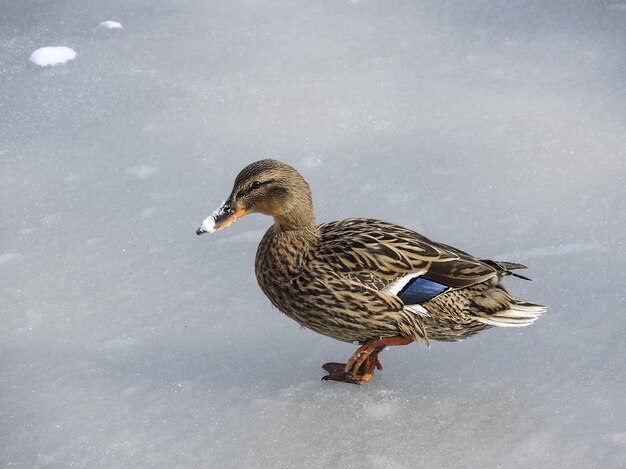 Wild mallard duck walking on frozen lake water in winter