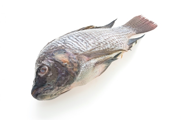 野生の口白の食事の魚介類
