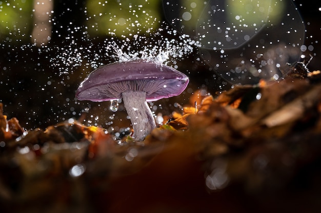 wild mushroom with water drops on it growing in a forest