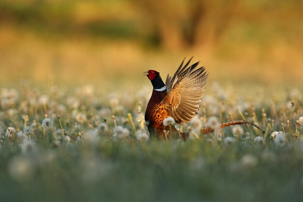 wild pheasant male in the nature habitat shy and endangered animal close up european wildlife