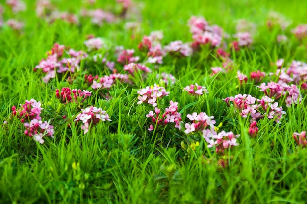 Дикое растение розового цветка в Пиренеях
