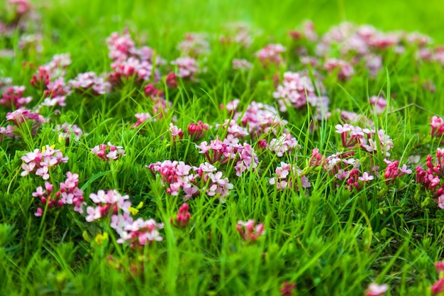 ピンクの花の野生の植物