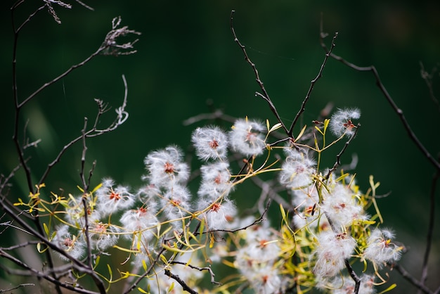 Free photo wild plants like hairy seeds