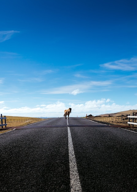 A wild pony walking on a narrow road