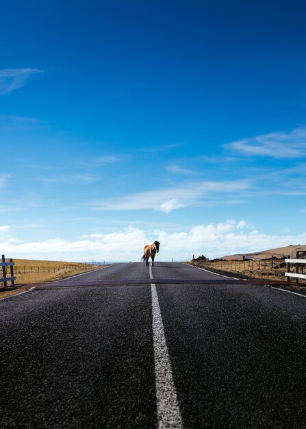 A wild pony walking on a narrow road