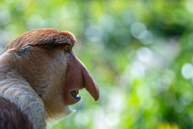 말레이시아 보르네오 섬의 열대 우림에 있는 야생 코 원숭이 또는 nasalis larvatus가 닫힙니다.