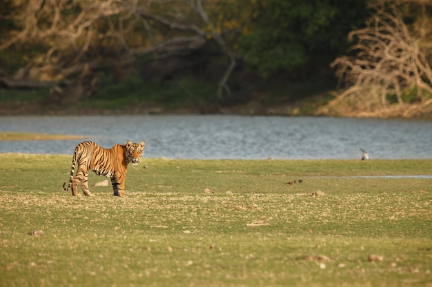 Бесплатное фото Дикий королевский бенгальский тигр в естественной среде обитания национального парка рантхамбор