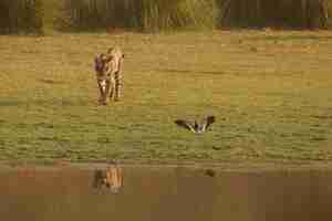 Foto gratuita tigre reale selvaggia del bengala nell'habitat naturale del parco nazionale di ranthambhore