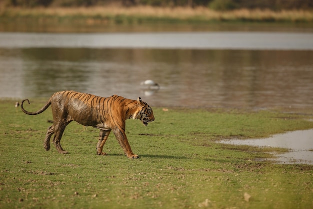 Wild royal bengal tiger in nature habitat of Ranthambhore National Park 