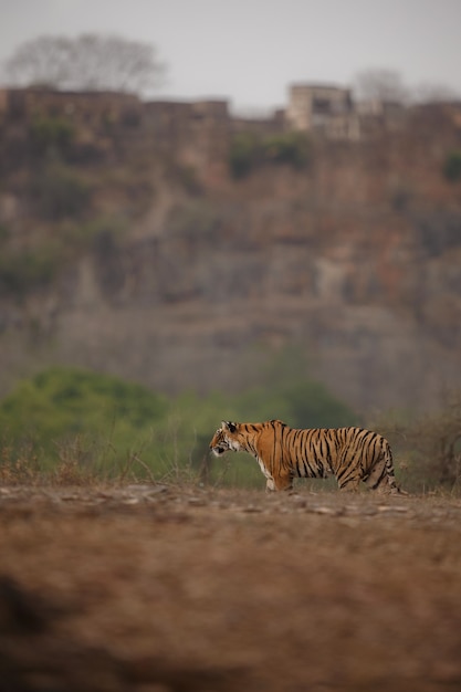 Дикий королевский бенгальский тигр в естественной среде обитания национального парка Рантхамбор