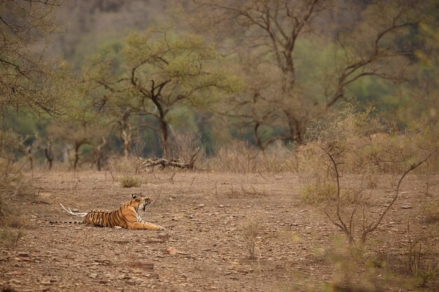 ランタンボア国立公園の自然生息地に生息する野生のロイヤルベンガルトラ