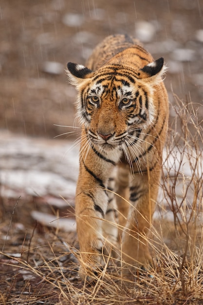 Foto gratuita tigre reale selvaggia del bengala nell'habitat naturale del parco nazionale di ranthambhore