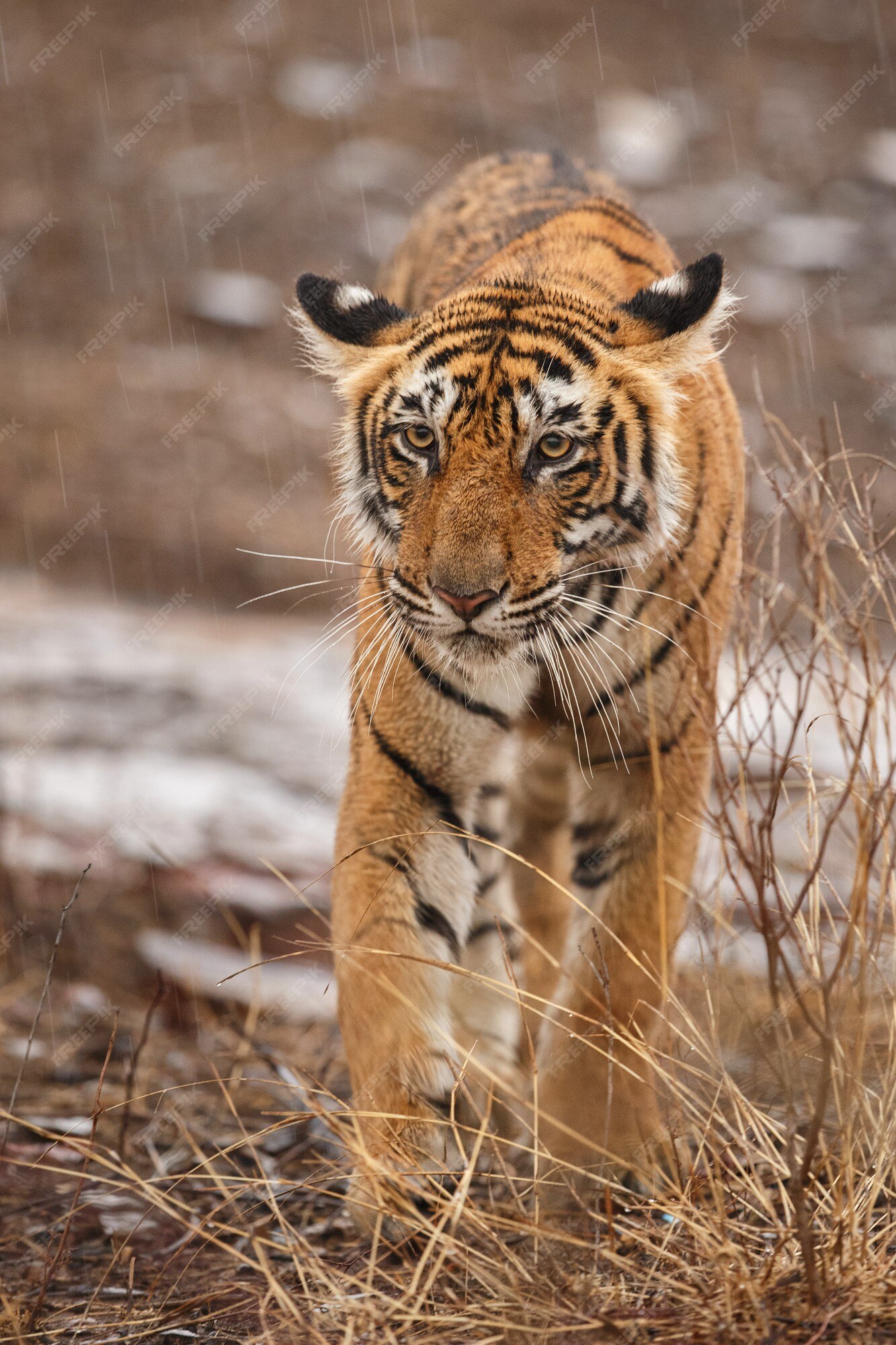 Free Photo | Wild royal bengal tiger in nature habitat of ranthambhore  national park