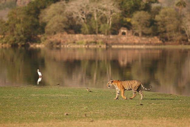 Дикий королевский бенгальский тигр в естественной среде обитания национального парка Рантхамбор