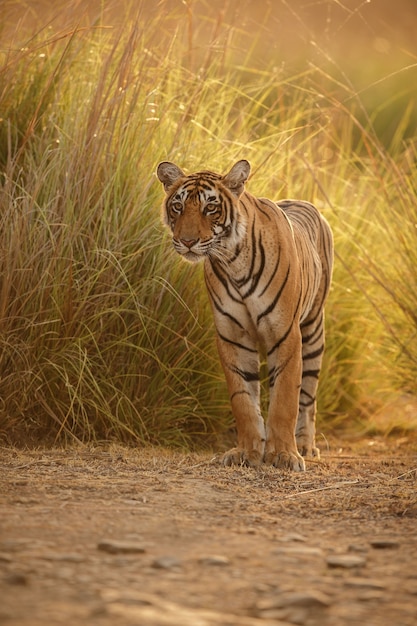 Ranthambhore 국립 공원의 자연 서식지에 있는 야생 왕실 벵골 호랑이