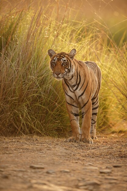 Wild royal bengal tiger in nature habitat of Ranthambhore National Park 