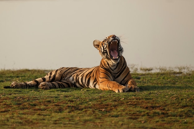 Wild royal bengal tiger in nature habitat of ranthambhore national park