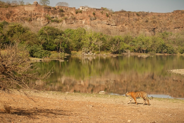 Ranthambhore 국립 공원의 자연 서식지에 있는 야생 왕실 벵골 호랑이