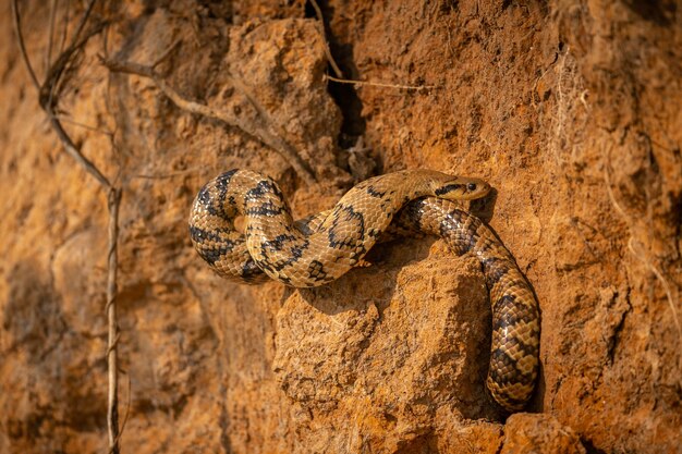 야생 뱀은 자연 서식지에서 닫습니다. 야생 브라질 브라질 야생 동물 pantanal 녹색 정글 남미 자연과 야생의 위험한