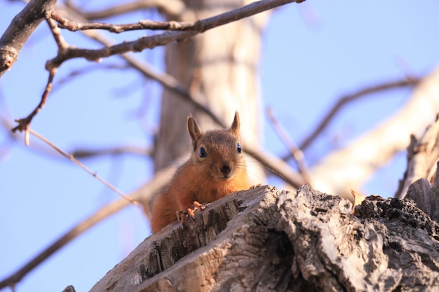 Free photo wild squirrel on tree branch