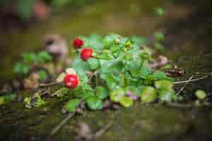 Free photo wild strawberry plant with green leafs and red fruit