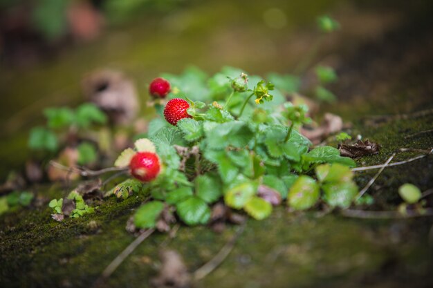 녹색 야생 딸기 식물 잎과 붉은 과일