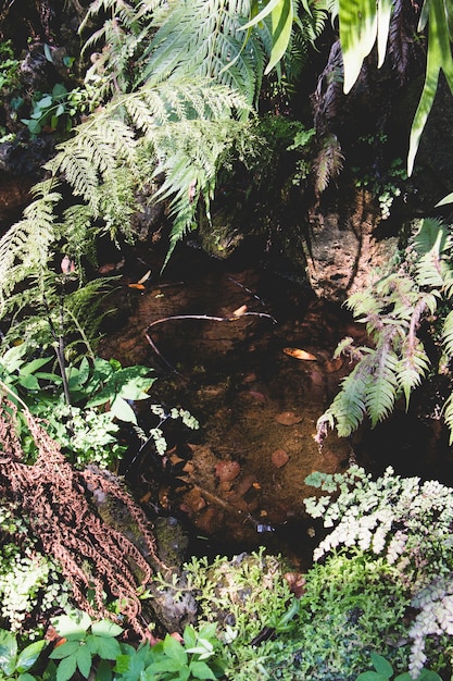 Wild stream in forest