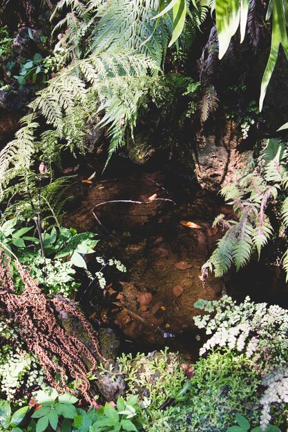 Wild stream in forest