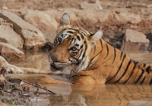 Free photo wild tiger laying down in muddy water while looking at the camera during daytime