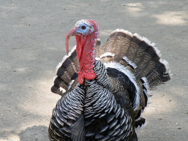 Wild turkey wandering about hoping to escape the dinner table.