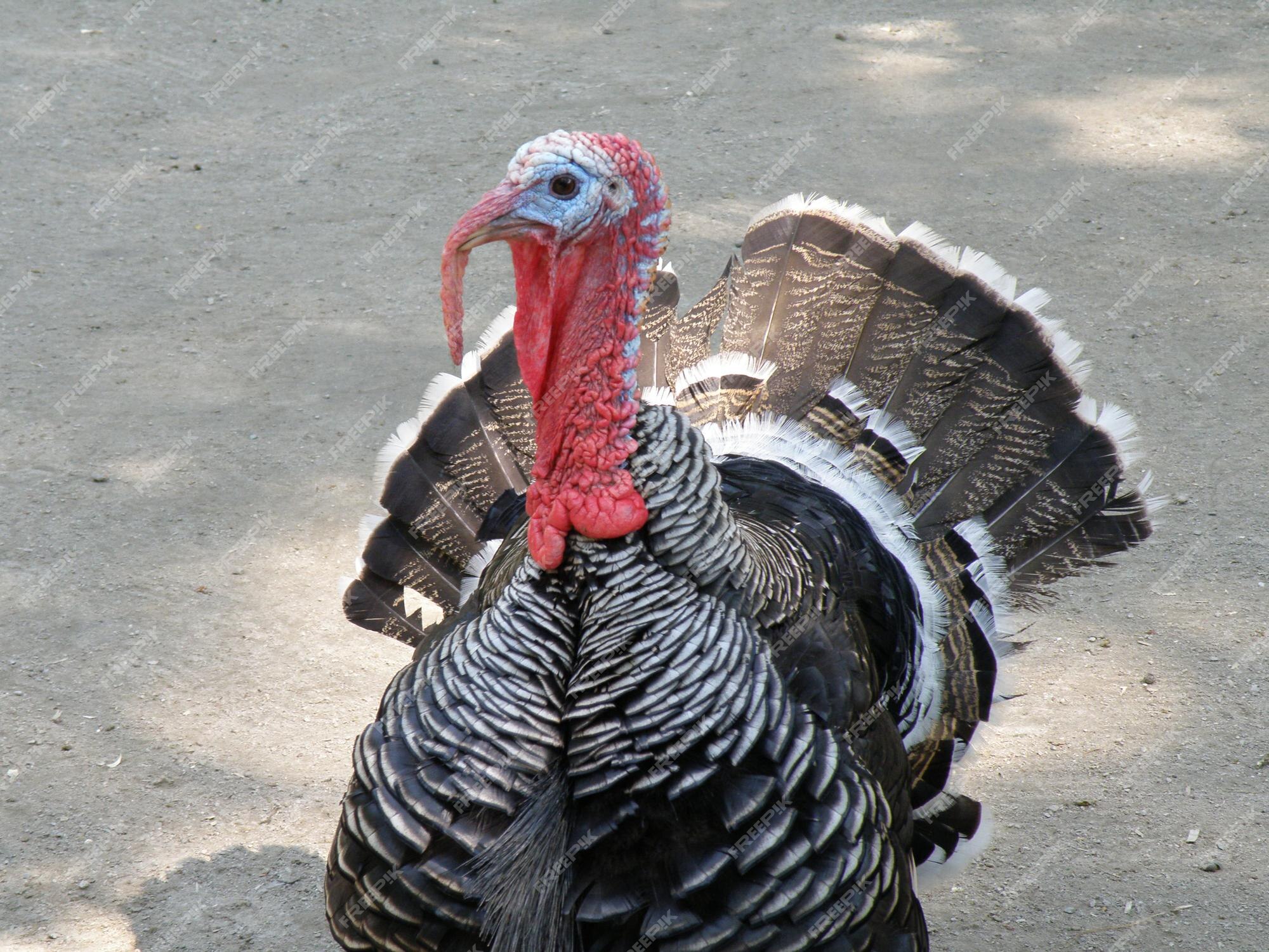 Get to Know the Birds of Turkey - 98 - Rook - Dreamstime