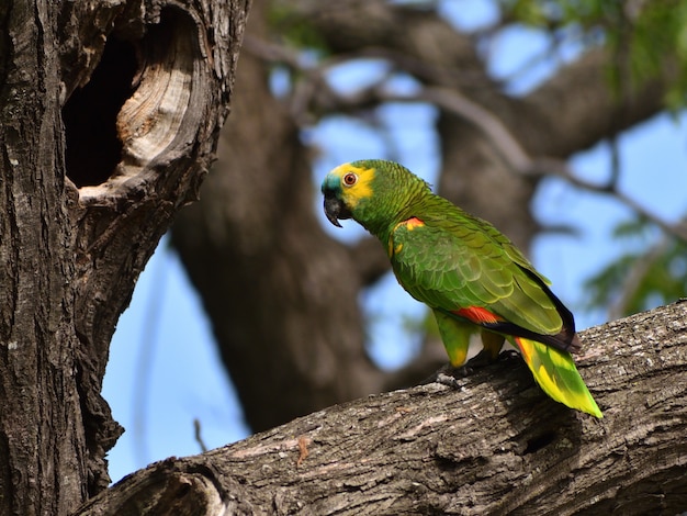 야생 청록색 앞 아마존(Amazona aestiva) 앵무새