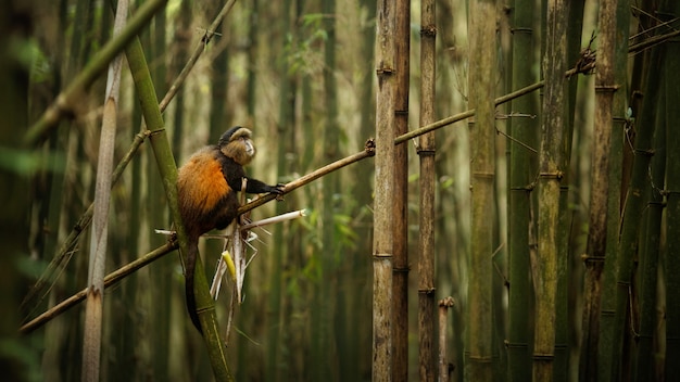 Free photo wild and very rare golden monkey in the bamboo forest