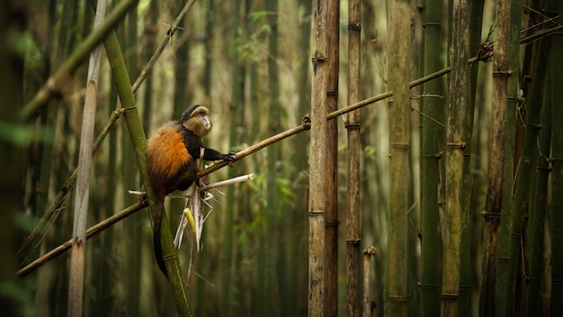 Wild and very rare golden monkey in the bamboo forest 