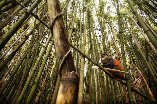 Wild and very rare golden monkey in the bamboo forest 