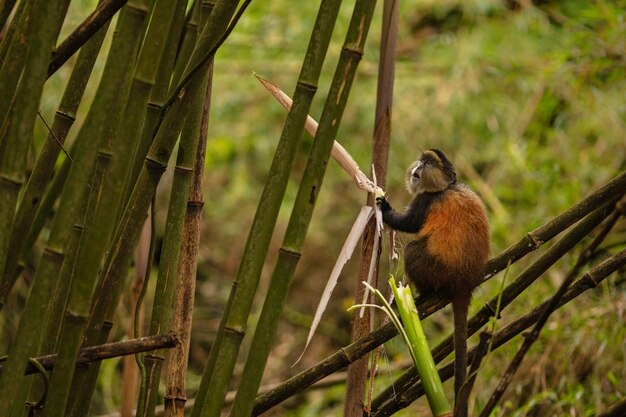 Дикие и очень редкие золотые обезьяны в бамбуковом лесу