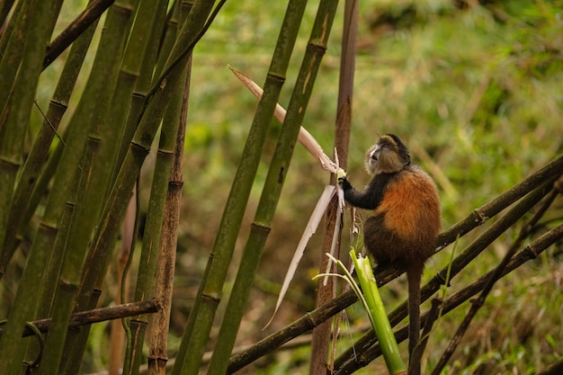 Wild and very rare golden monkey in the bamboo forest 
