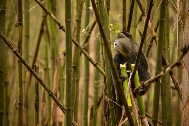 Wild and very rare golden monkey in the bamboo forest 