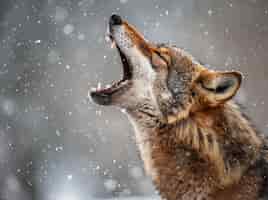 Бесплатное фото Дикий волк в природе