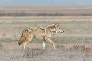 Free photo wild wolf in nature