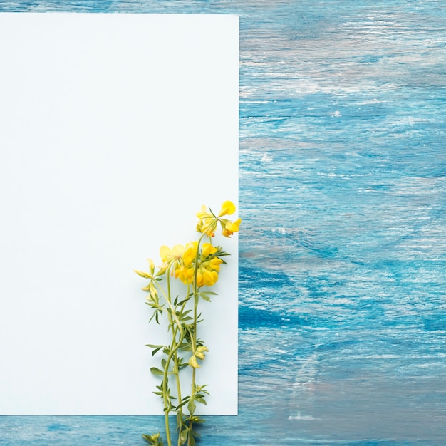 Дикие желтые цветы на пустой белой бумаге над окрашенным текстурированным фоном