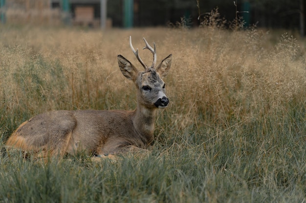 wild young roe deer in the wild.