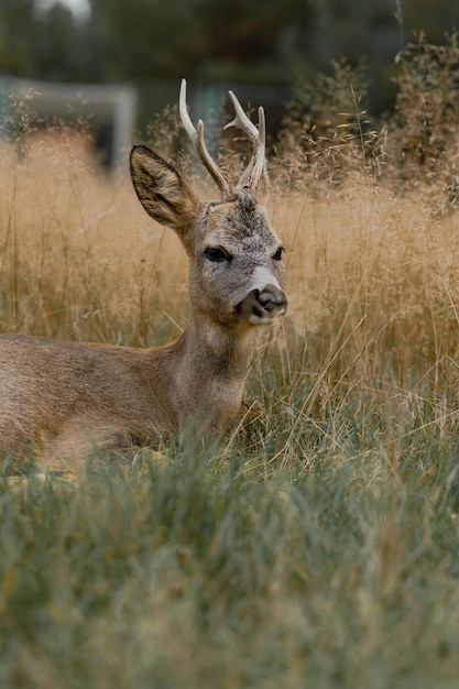 wild young roe deer in the wild.