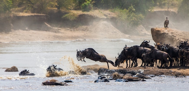 Гну прыгает в реку мара. великая миграция. кения. танзания. национальный парк масаи мара.