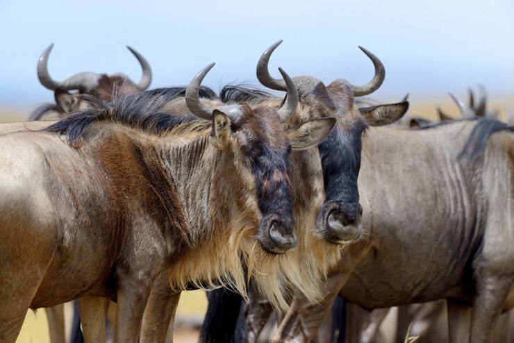 Free Photo wildebeest in national park of kenya