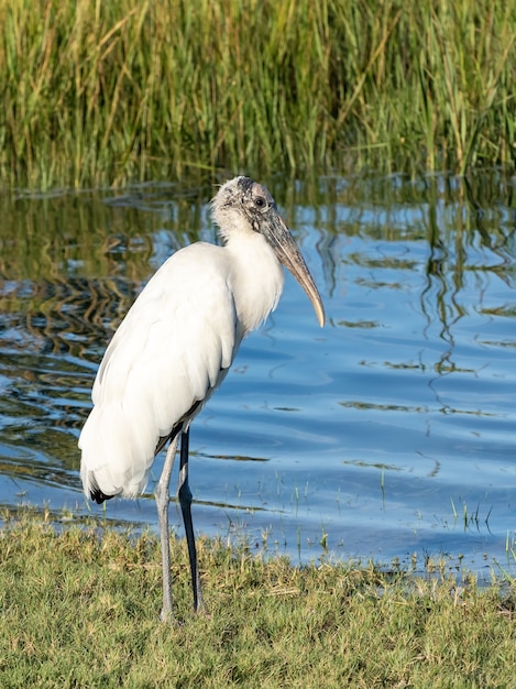 Uccello della fauna selvatica con il fiume