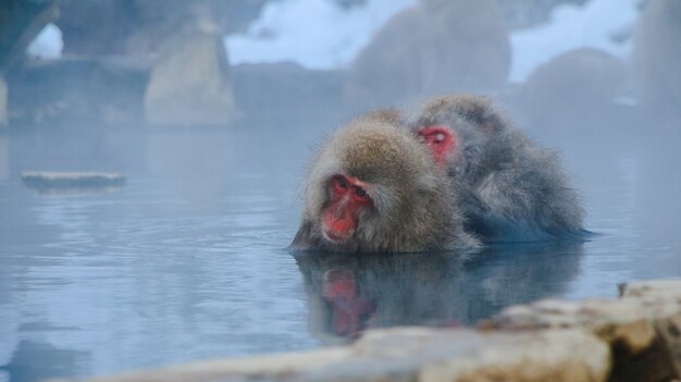 野生動物のフレークは毛皮日本を観察します