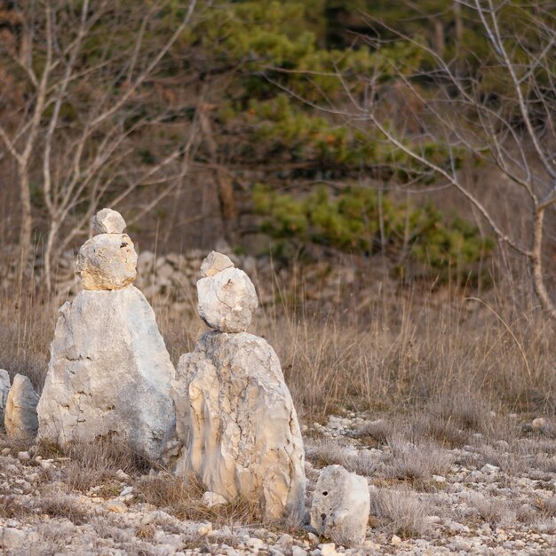 대낮에 포착 된 야생 동물 숲